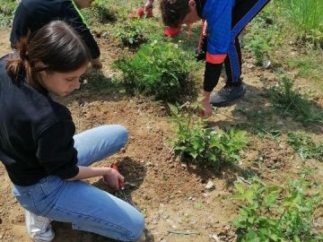 Beaucoup d'activités au cours des deux dernières séances au potager avec les élèves de 3ème. Au programme : désherbage intensif, semis de carottes et radis,...